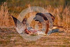 Common buzzard buteo buteo with prey