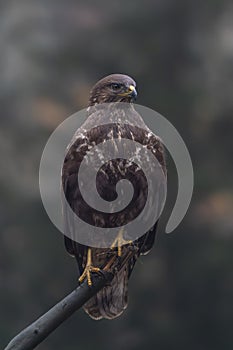 Common Buzzard Buteo buteo sitting on a branch