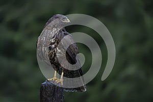 Common Buzzard Buteo buteo sitting on a branch post at a pasture looking for prey.