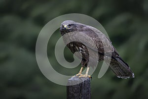 Common Buzzard Buteo buteo sitting on a branch post at a pasture looking for prey.