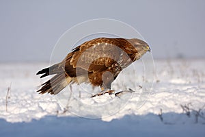 The common buzzard (Buteo buteo) sitting on the snow. Buzzard in winter