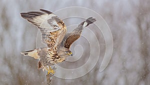 Common Buzzard - Buteo buteo - in winter