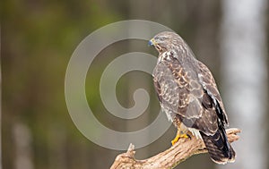 Common Buzzard - Buteo buteo - in winter