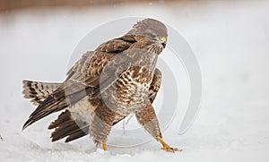 Common Buzzard - Buteo buteo - in winter