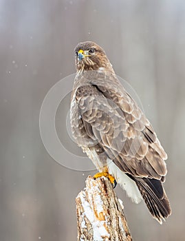 Common Buzzard - Buteo buteo - in winter