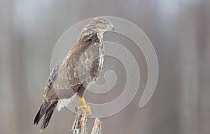 Common Buzzard - Buteo buteo - in winter