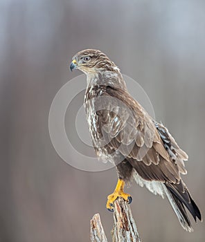 Common Buzzard - Buteo buteo - in winter