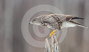 Common Buzzard - Buteo buteo - in winter