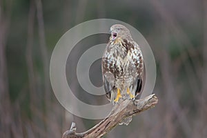 Common Buzzard - Buteo buteo - in winter