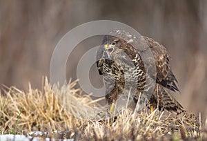 Common Buzzard - Buteo buteo - in winter