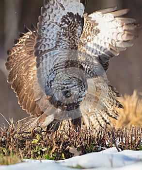 Common Buzzard - Buteo buteo - in winter