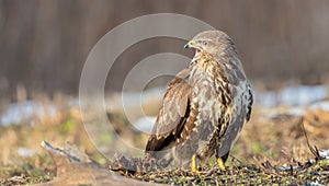 Common Buzzard - Buteo buteo - in winter