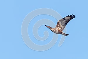 Common Buzzard Buteo buteo in flight, back view