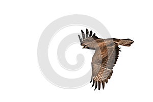 Common buzzard Buteo isolated on white