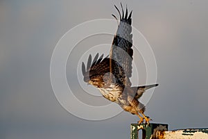 Common buzzard, buteo buteo, in the meadows