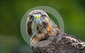 The common buzzard - Buteo buteo is a medium-to-large bird of prey