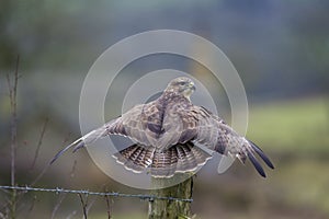 Common Buzzard on fence post