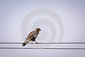 Common Buzzard or Buteo buteo perched on a wire