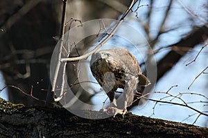 common buzzard & x28;Buteo buteo& x29; with prey mouse germany