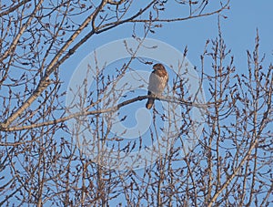 Common buzzard or Buteo buteo is a medium sized raptor bird. photo