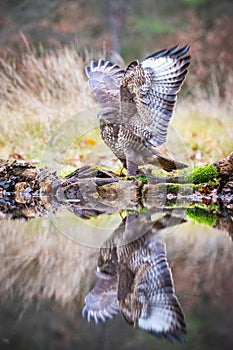 The Common Buzzard, Buteo buteo