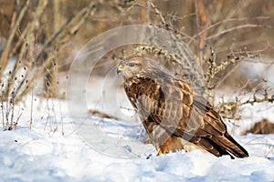 Common Buzzard Buteo buteo Standing in the Snow During Winter Close-up
