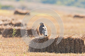 Common buzzard Buteo buteo, in the wild