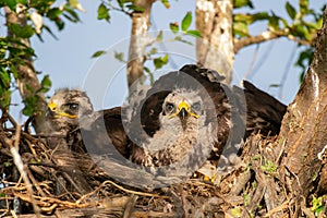 Common buzzard buteo buteo, in the wild