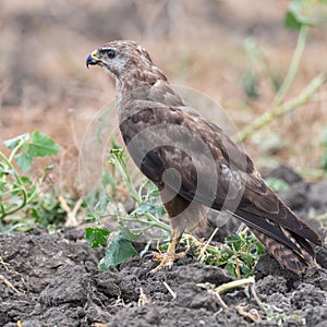Common buzzard buteo buteo, in the wild. Close up