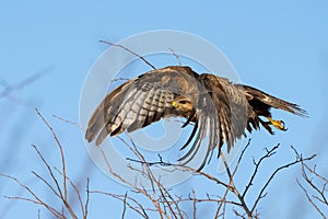 Common buzzard buteo buteo, in the wild