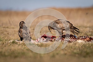 Common buzzard eating on a meadow