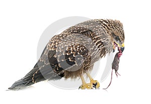 Common buzzard eating a mouse