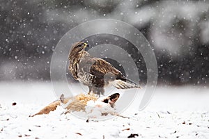 Common buzzard feeding on a dead fox in winter during snowfall