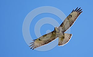 Common buzzard soars high in blue sky photo