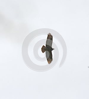 Common buzzard in flight