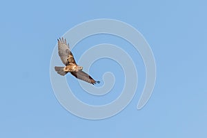 Common Buzzard in Flight Buteo buteo Blue Sky
