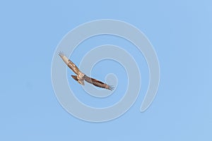 Common Buzzard in Flight Buteo buteo Blue Sky