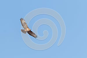 Common Buzzard in Flight Buteo buteo Blue Sky