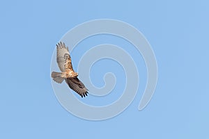 Common Buzzard in Flight Buteo buteo Blue Sky