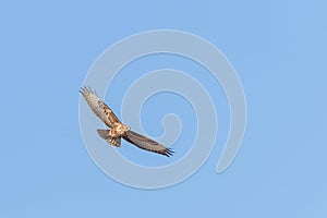 Common Buzzard in Flight Buteo buteo Blue Sky