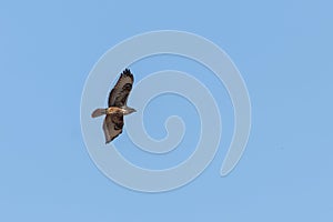 Common Buzzard in Flight Buteo buteo