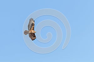Common Buzzard in Flight Buteo buteo