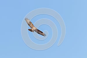 Common Buzzard in Flight Buteo buteo