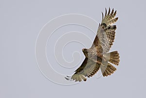 Common buzzard in flight fast in grey sky