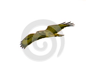 Common buzzard in flight