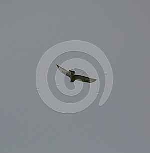 Common buzzard in flight