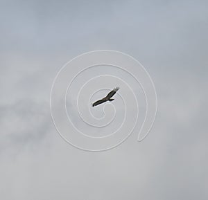 Common buzzard in flight