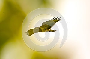 Common buzzard in flight