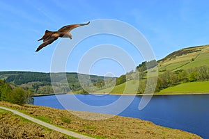 Common Buzzard in flight over Ladybower reservoir