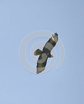 Common buzzard in flight over Surrey
